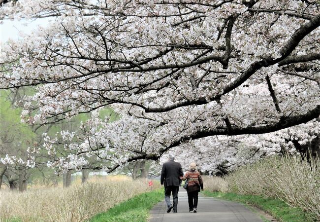 北上川沿いの桜の名所。満開でも平日は程よい人出