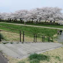 堤防にも上って桜並木を見てみましょう。