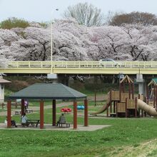 桜並木の北端近くの珊瑚橋下には子ども向け遊具も。