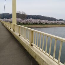 JR北上駅から珊瑚橋まで来ると、対岸に見えて来る展勝地の桜