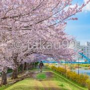 旧中川沿いにも桜並木があって、満開のソメイヨシノがとても綺麗でした。