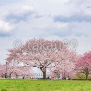 小松川千本桜と併せて花見散策をおすすめします。