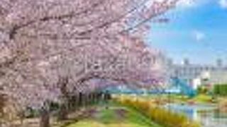 旧中川沿いにも桜並木があって、満開のソメイヨシノがとても綺麗でした。