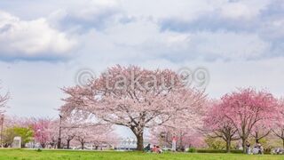 小松川千本桜と併せて花見散策をおすすめします。