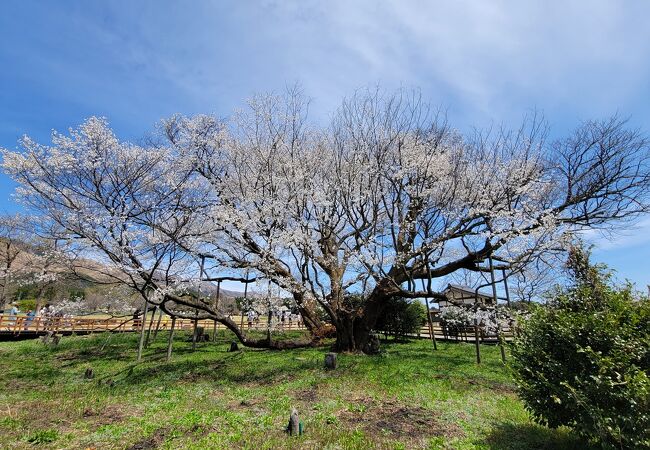 一心行公園