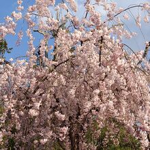 蔵のまち喜多方桜ウォーク