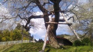 愛宕様の小彼岸桜