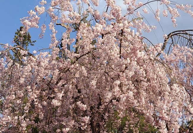 蔵のまち喜多方桜ウォーク