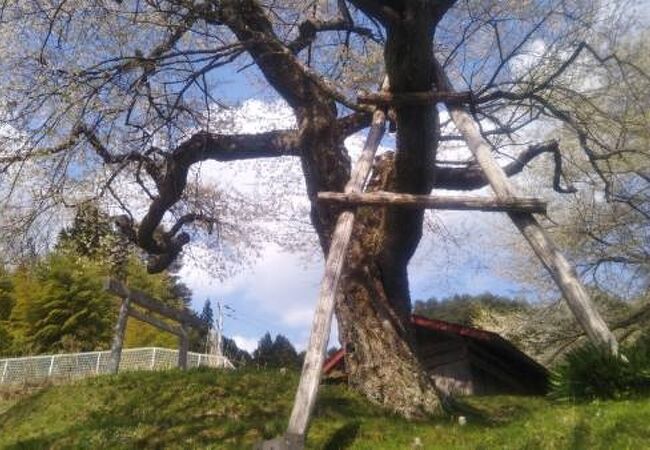 古木の桜・・・元気に咲いていました