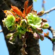 緑がかった黄色の遅咲き桜・御衣黄（ぎょいこう）が咲くという雨宝院