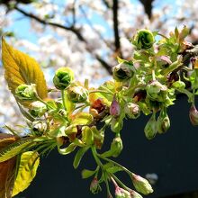 午後にも開花しそうなつぼみ