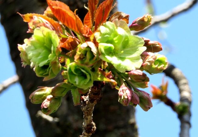 緑がかった黄色の遅咲き桜・御衣黄（ぎょいこう）が咲くという雨宝院