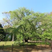 内庭大門をくぐって正面にある大きな桜