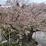 満開の桜をぜひ霧笛橋の上から見てみましょう
