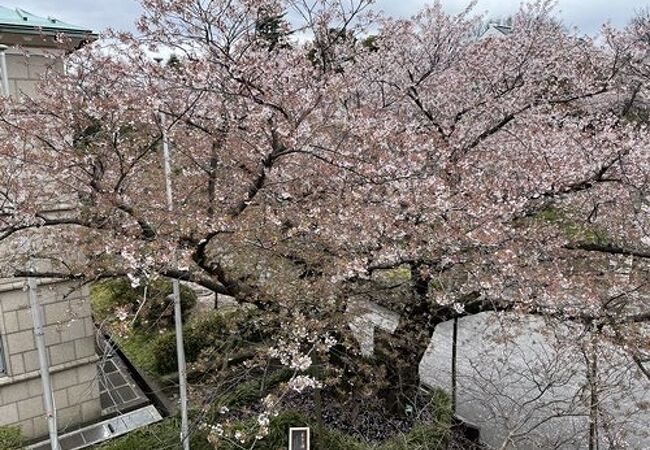 満開の桜をぜひ霧笛橋の上から見てみましょう