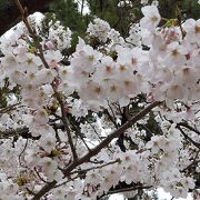 桜の名所。シーズンの人込みはエグイです。