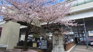 ポトマック河畔から里帰りしたソメイヨシノを接ぎ木して育ちました