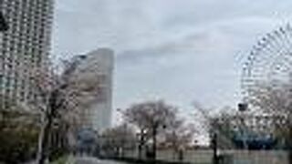 ドックヤードガーデンからインターコンチへと桜並木が続いてました