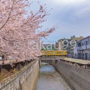 点在する桜が結構絵になるポイントがいくつかありました