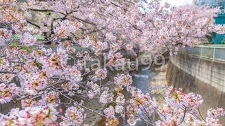 ソメイヨシノが満開でとても綺麗でいた。