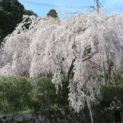 真っ白な小糸枝垂桜がすばらしい。