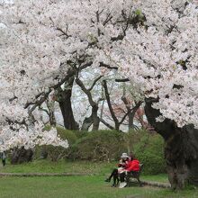 満開の桜の木の下でランチ？
