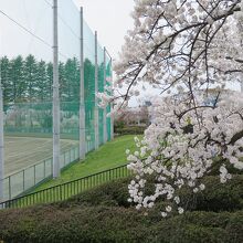 桜の木に囲まれた野球場は、この日は閑散。