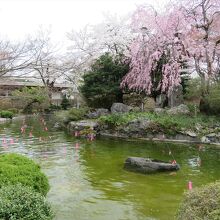 園内には、風情のいい池や…、
