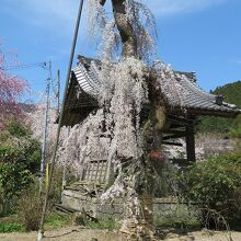 剪定された小糸枝垂桜