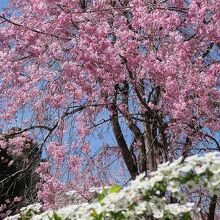 ピンク色の枝垂れ桜もきれい。