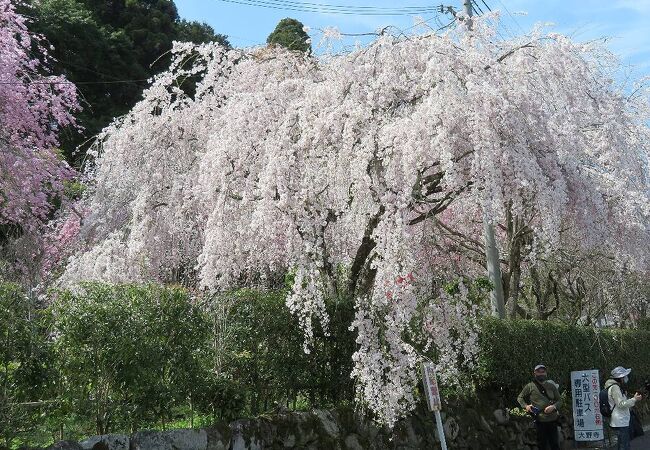 真っ白な小糸枝垂桜がすばらしい。