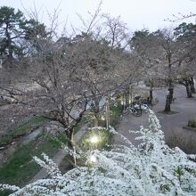 桜一分咲きの夙川公園。