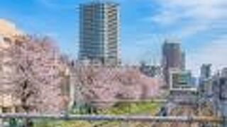 満開のソメイヨシノがとても綺麗