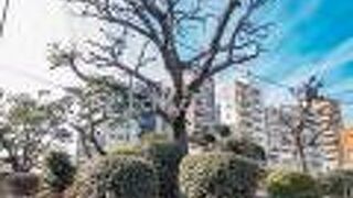 「志村一里塚」は国の史跡