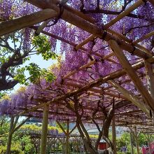 亀戸天神社の藤まつり