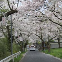公園がある高台への道沿いにも桜並木が。