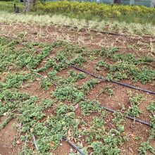 いつも花々でかざられているのに、？