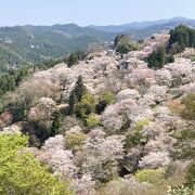 桜のボリュームは天下一品