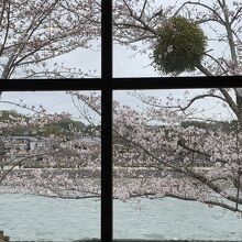 窓から見える川べりと桜。