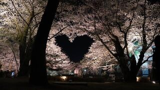 春爛漫。桜満開