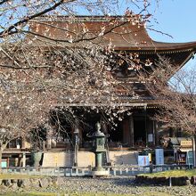 蔵王堂前の桜は周囲より咲くのが遅かった