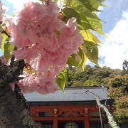 八重桜満開の鞍馬寺でした