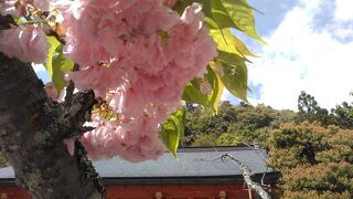 八重桜満開の鞍馬寺でした