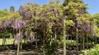 藤の大木があります