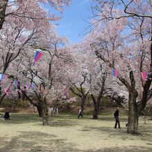 春日城跡の桜