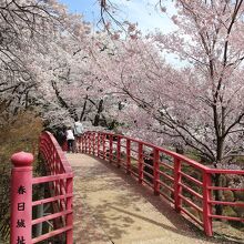 春日城跡の桜