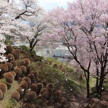 春日城跡の桜吹雪