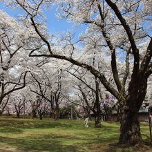 春日城跡の桜