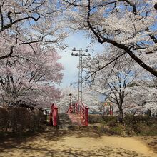 春日城跡の桜