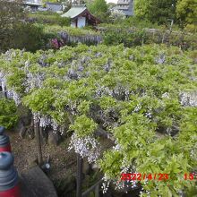 太鼓橋の上から見ると意外に地味な藤の花